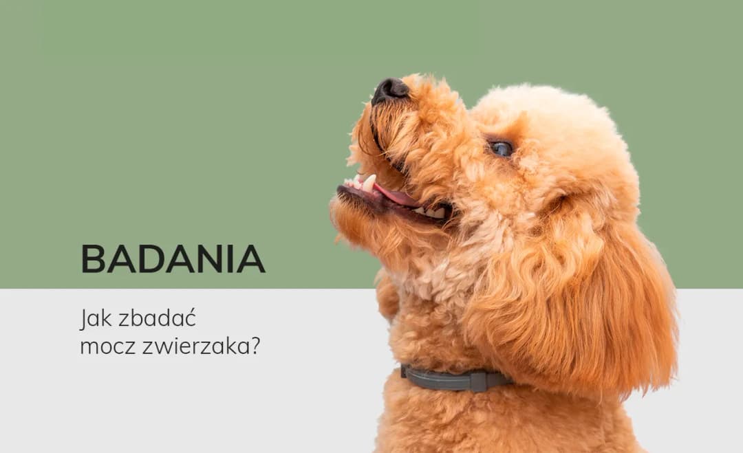 Jak pobrać psu mocz do badania? Praktyczny przewodnik krok po kroku