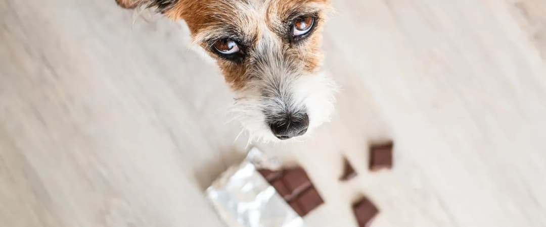 Czy pies może jeść ciastka? Poznaj fakty i zagrożenia