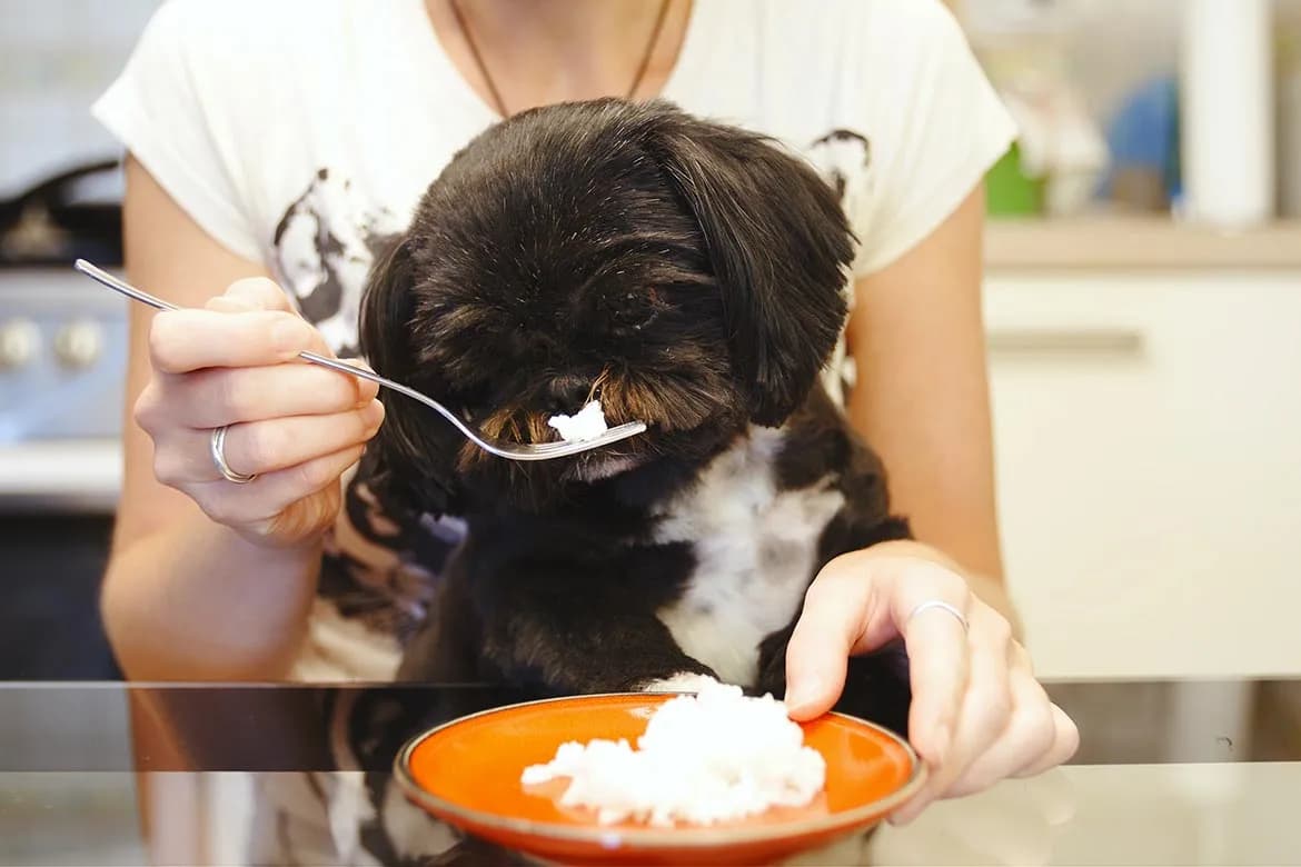 Czy pies może jeść ryż preparowany? Bezpieczeństwo i zalecenia
