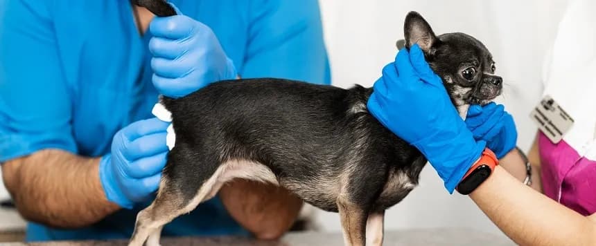 Wyciskanie gruczołów u psa: koszty i najważniejsze informacje