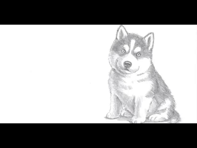Jak łatwo narysować psa husky krok po kroku dla początkujących