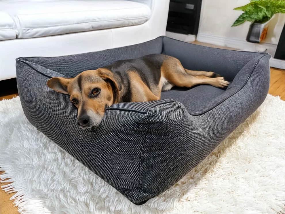 Jak wybrać idealne legowisko dla szczeniaka? Poradnik dla właścicieli psów