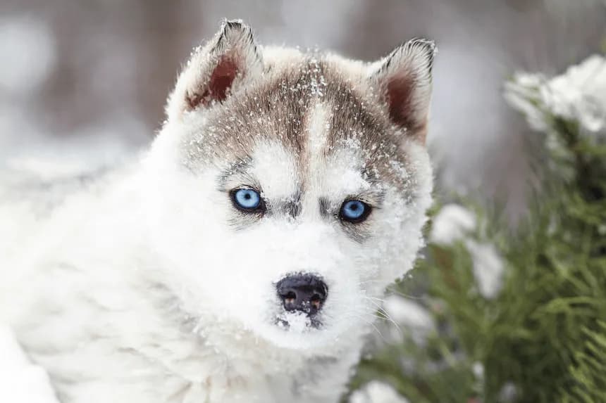 Jak wygląda pies husky? Cechy, umaszczenie i charakter tej wyjątkowej rasy