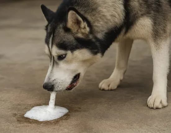 Co oznacza bulgotanie w brzuchu psa? Przyczyny, diagnoza i leczenie