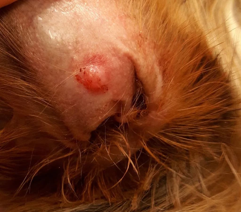 Łagodne nowotwory skóry u psa: objawy, diagnoza i leczenie