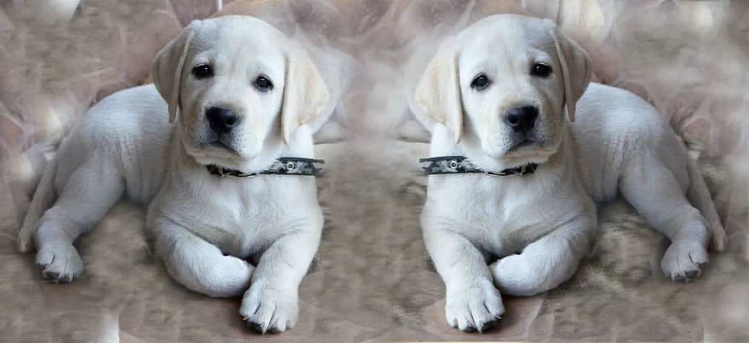 Jak wytresować psa labradora: Kompletny poradnik na każdy etap szkolenia