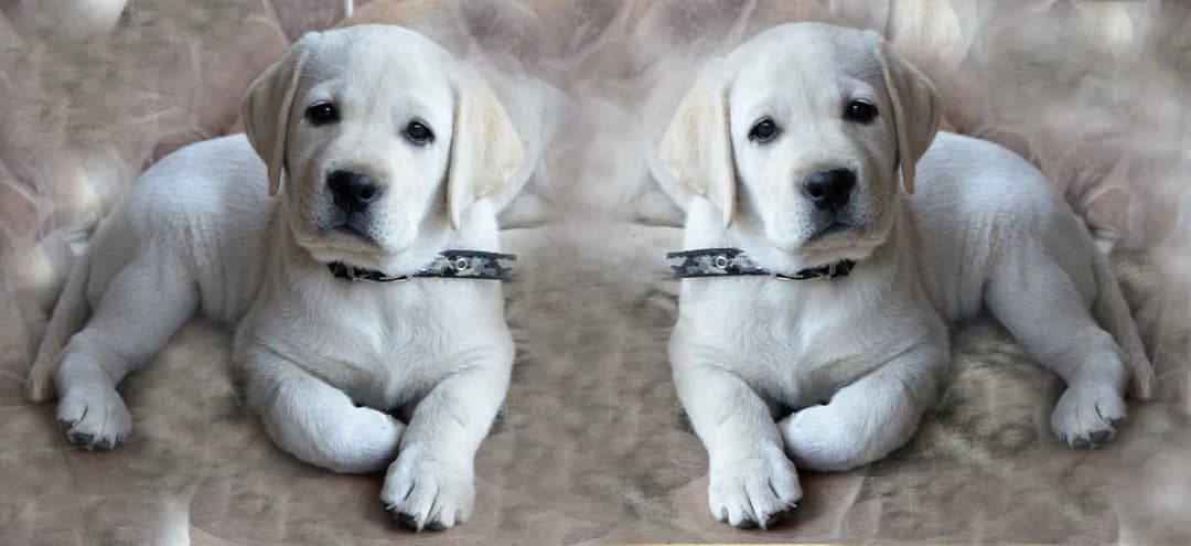 Jak wytresować psa labradora: Kompletny poradnik na każdy etap szkolenia