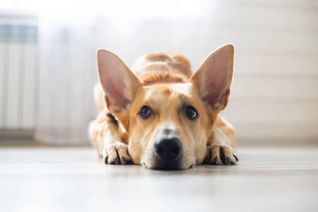 Czy pies może jeść sezamki? Poznaj fakty i zagrożenia dla pupila