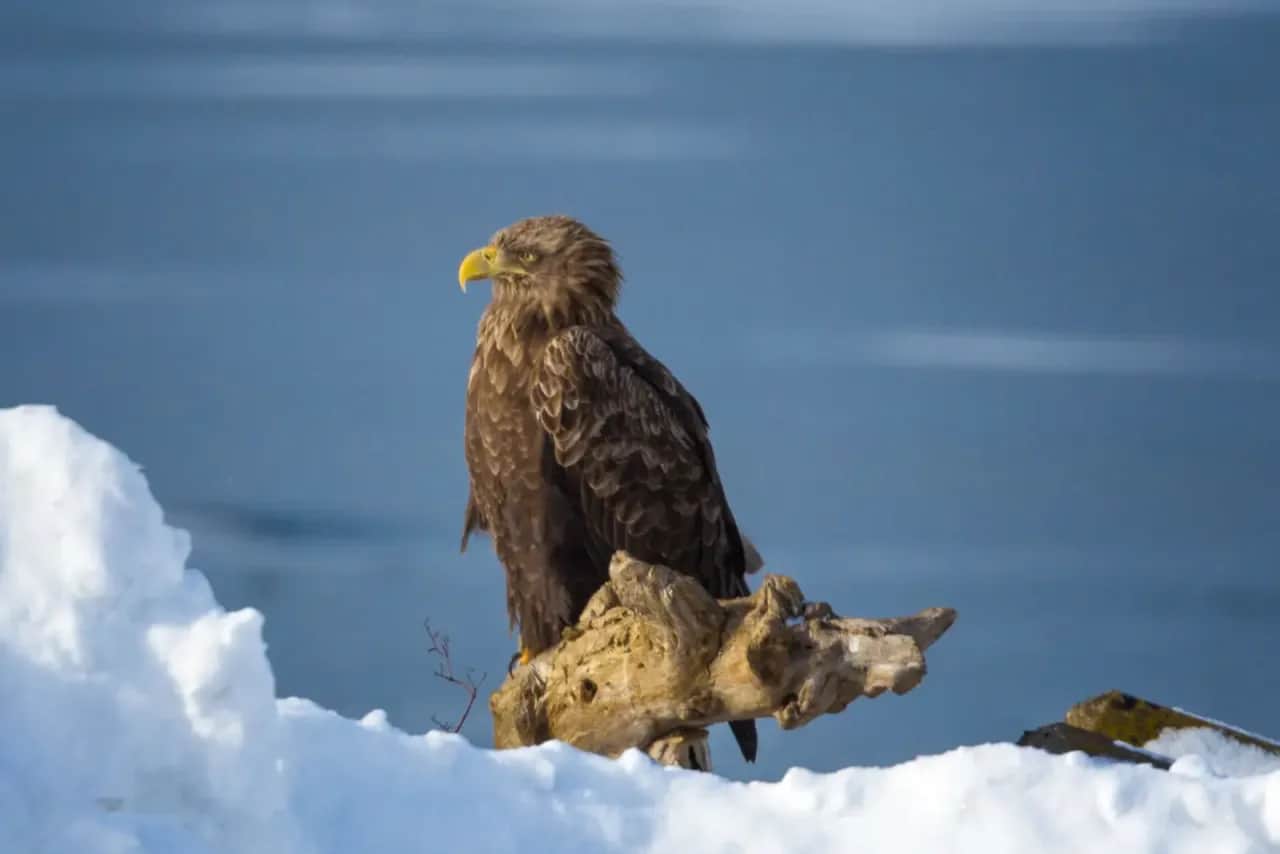 Czym się żywi bielik? Odkryj tajemnice diety tego majestatycznego ptaka