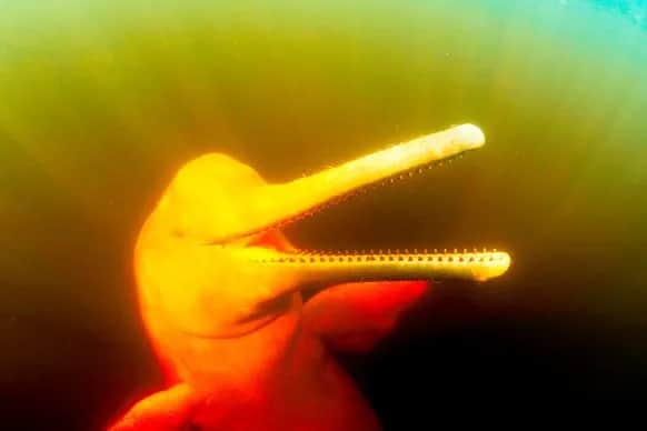 Fascynujące gatunki zwierząt z amazońskiej dżungli: co chronić i podziwiać