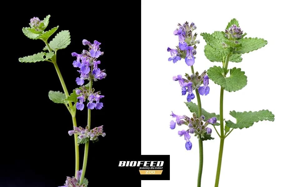 Kocimiętka dla kota - jak stosować bezpiecznie i skutecznie: poradnik eksperta