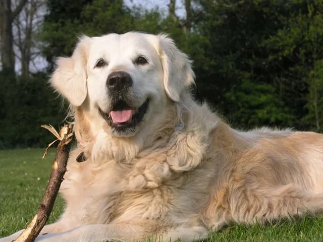 Skuteczne sposoby jak wytresować golden retrievera: poradnik dla właścicieli