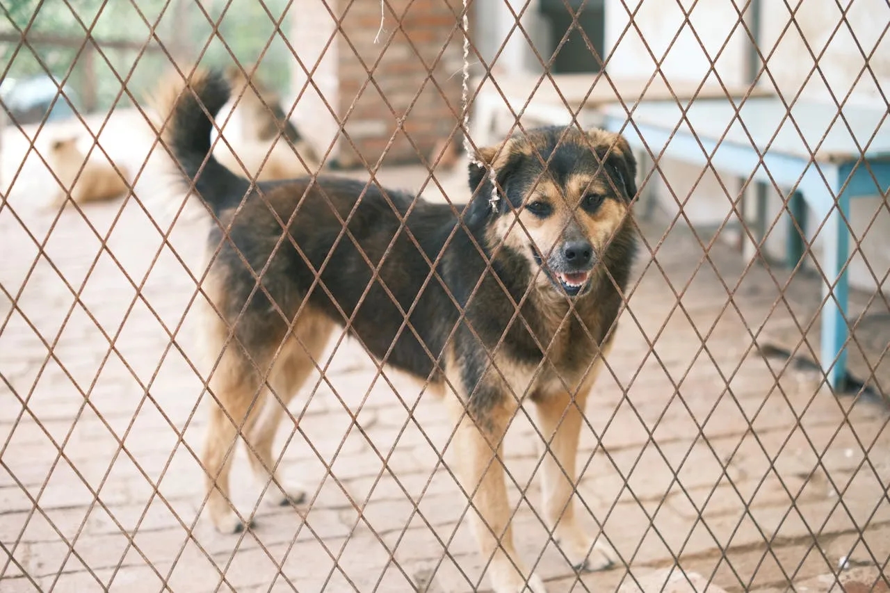 Adopcja zwierzaka – jak przygotować dom na nowego członka rodziny?