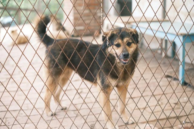 Adopcja zwierzaka – jak przygotować dom na nowego członka rodziny?