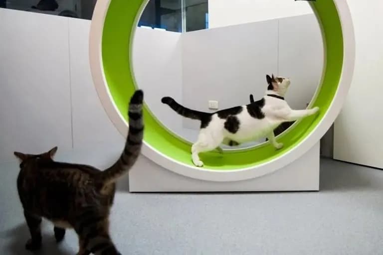 Jak zrobić kołowrotek dla kota w 4 prostych krokach: instrukcja DIY