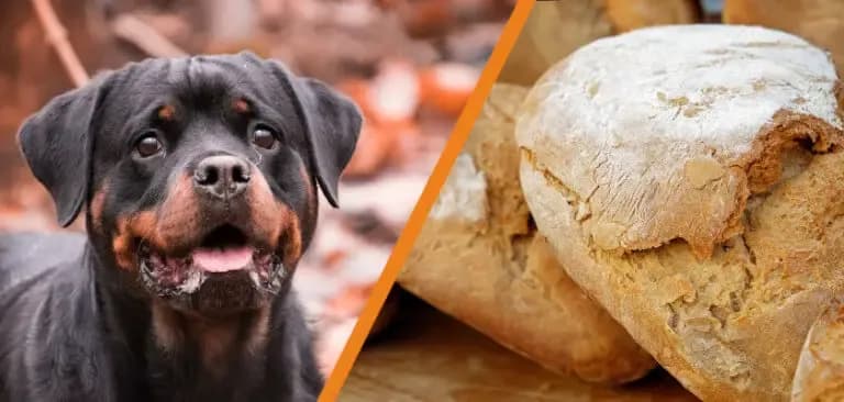Czy pies może jeść pieczywo? Poznaj fakty i zagrożenia dla zdrowia