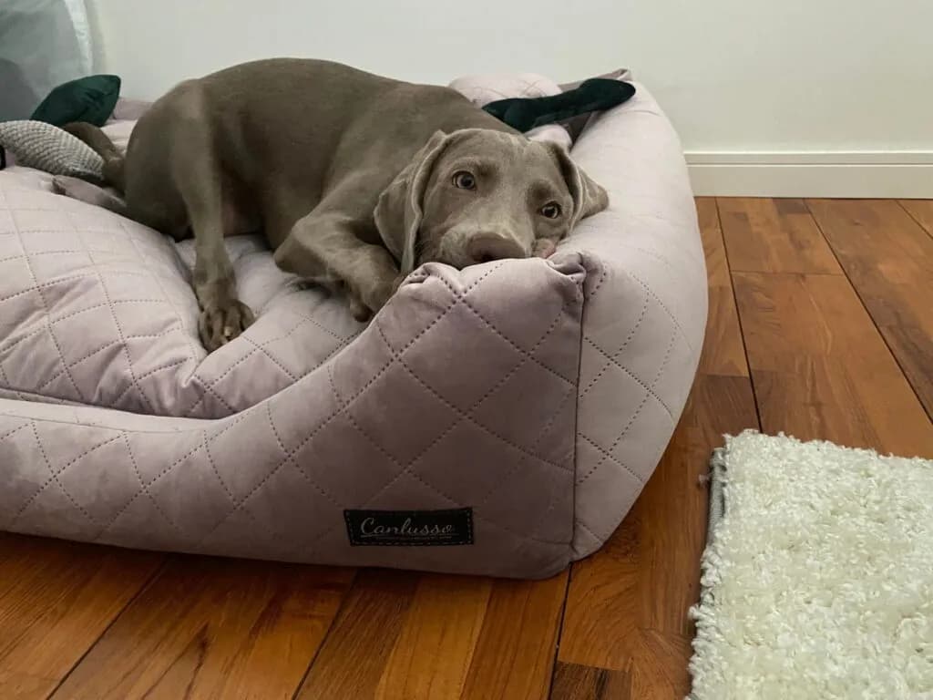 Jak skutecznie nauczyć dorosłego psa spać w legowisku – praktyczne porady