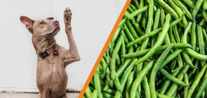 Czy pies może jeść fasolę szparagową? Korzyści i zagrożenia
