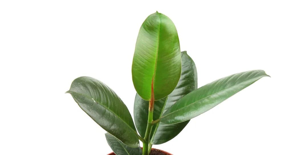 Czy fikus jest trujący dla kota? Poznaj objawy zatrucia i skuteczną pomoc