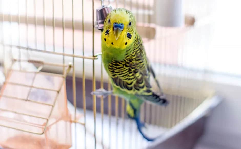 Jak wytresować papugę falistą w 5 prostych krokach: skuteczne metody