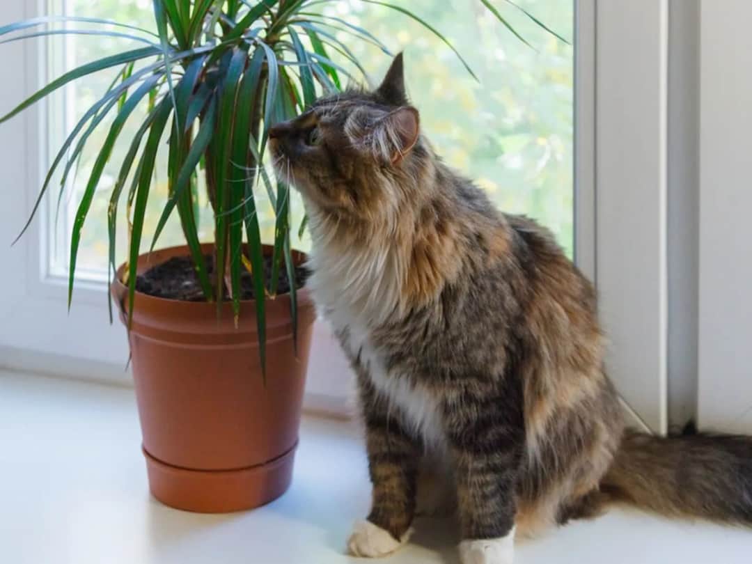 Czy dracena jest trująca dla kota? Poznaj objawy zatrucia i rozwiązania