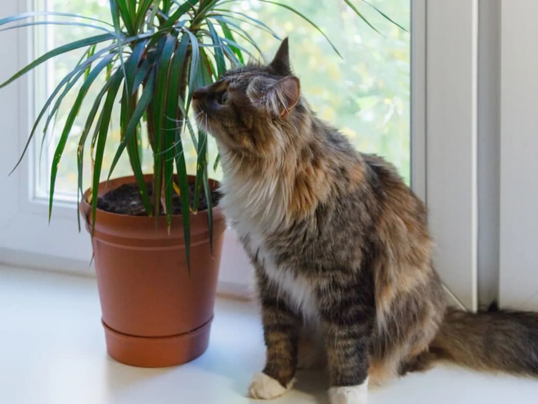 Czy dracena jest trująca dla kota? Poznaj objawy zatrucia i rozwiązania