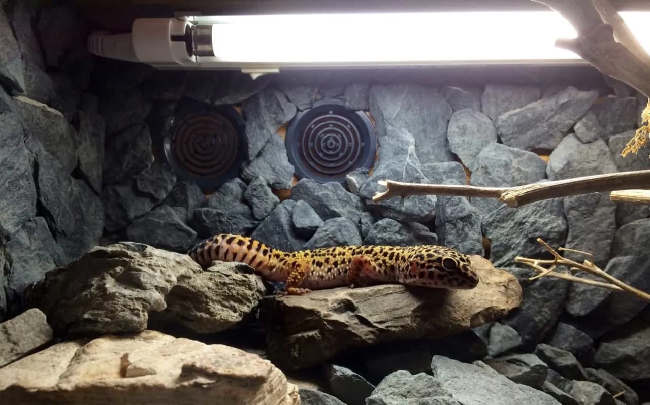 Oświetlenie w terrarium - ważne wskazówki