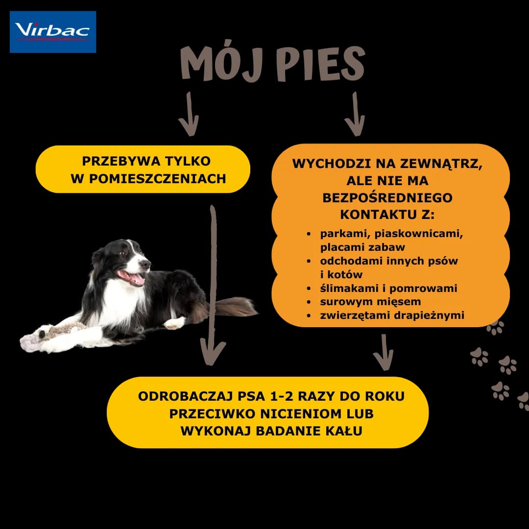 Odrobaczanie psa na czczo czy po jedzeniu – co jest skuteczniejsze?