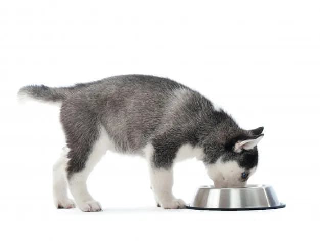 Ile dziennie je husky? Odkryj potrzeby żywieniowe swojego psa