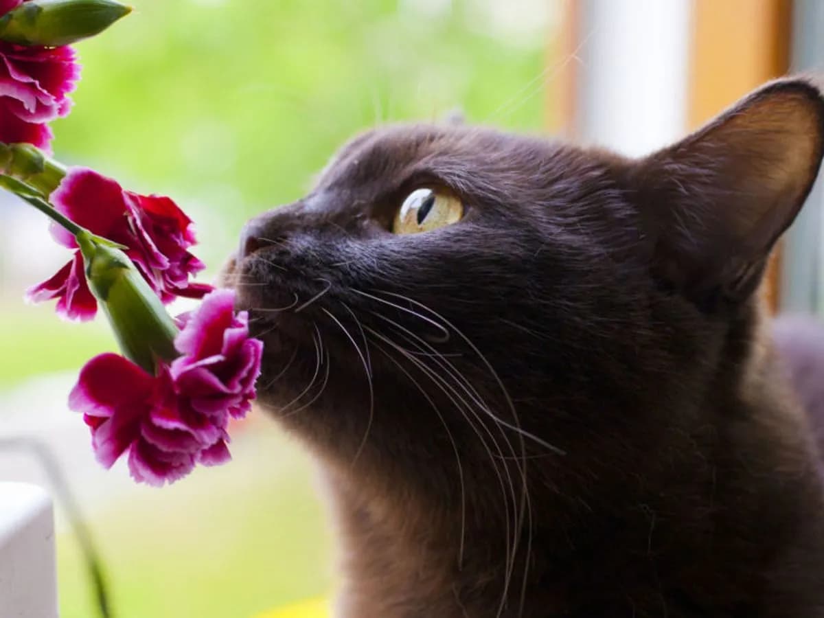Czy goździki są trujące dla kota: Ważne objawy i szybka pomoc weterynaryjna
