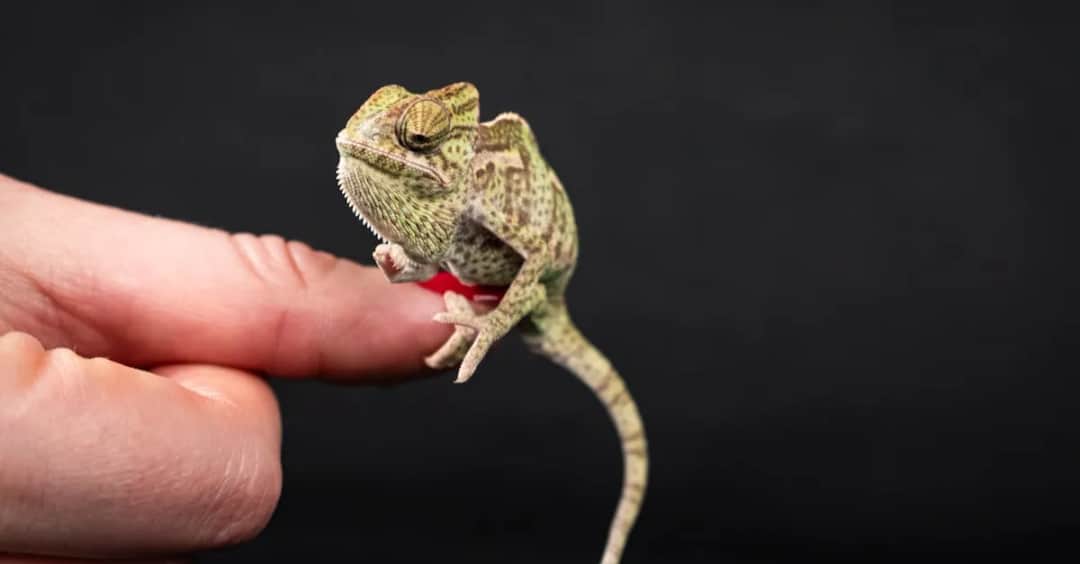 Jak filmy zmieniły nasze podejście do gadów domowych?