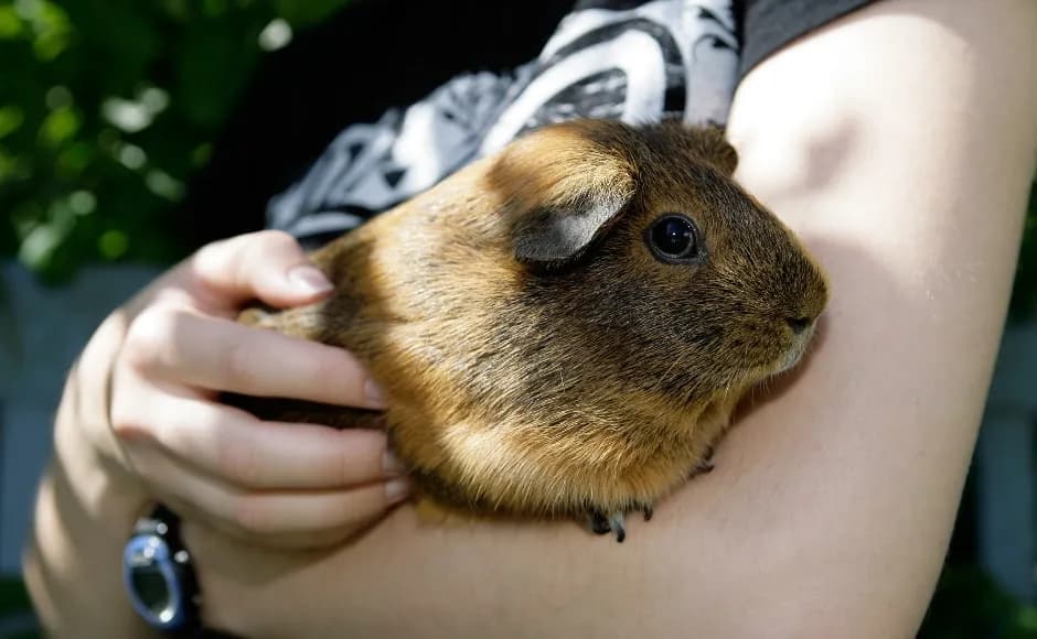 Jak wytresować świnkę morską w prosty sposób - praktyczne porady i etapy