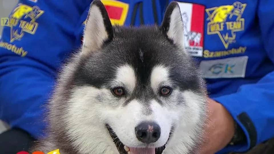 Jak odróżnić husky od malamuta – kluczowe różnice, które musisz znać