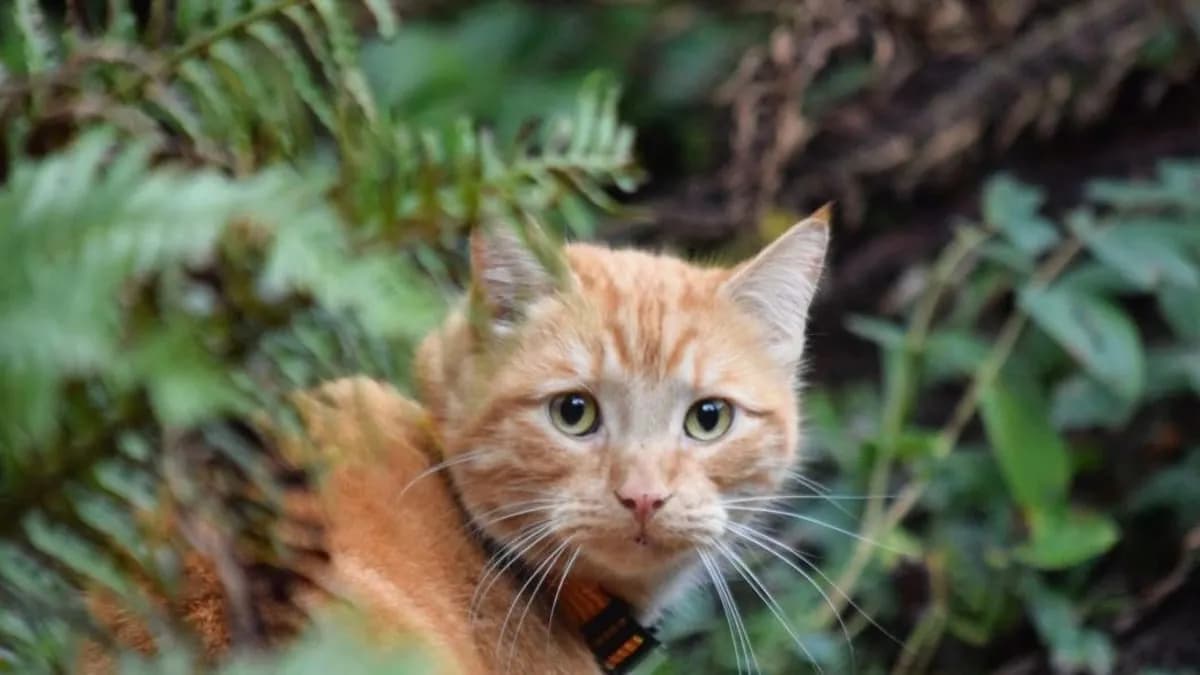 Czy paprotka jest trująca dla kota? Prawda o bezpieczeństwie Twojego pupila