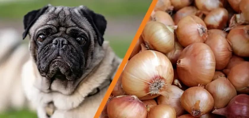 Czy pies może jeść cebulę? Niebezpieczeństwa i alternatywy