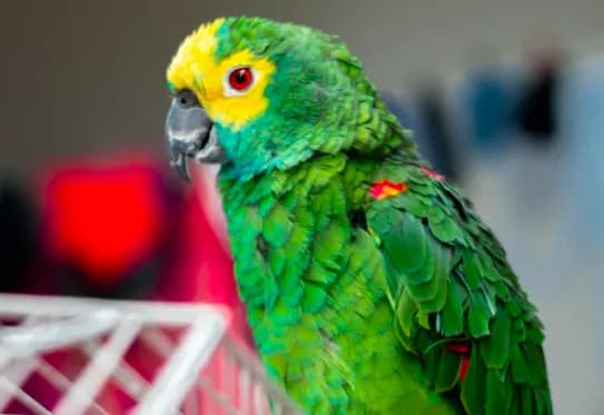 Papuga piona – podstawowe zasady pielęgnacji i żywienia